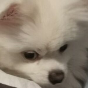 Profile photo of Roxana Ioana