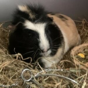 Profile photo of Reggie
