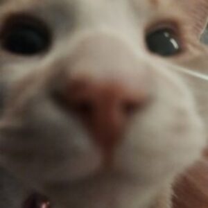 Profile photo of Zeshan
