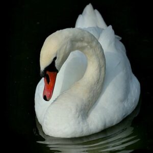 Profile photo of Asala