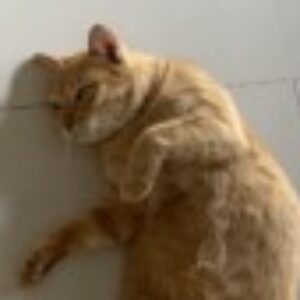 Profile photo of nutticha silakom