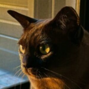 Profile photo of Lisa