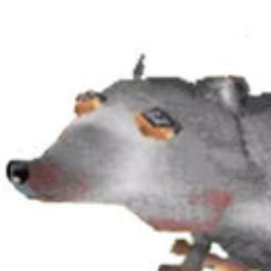 Profile photo of Shine