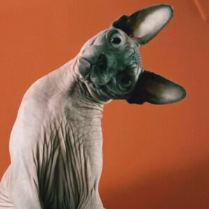 Profile photo of Yolanda