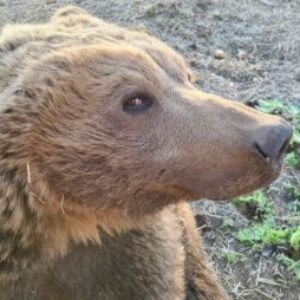 Profile photo of Jesu