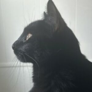 Profile photo of Amor