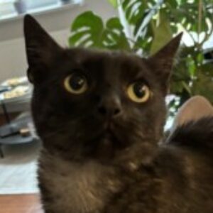 Profile photo of Dominika