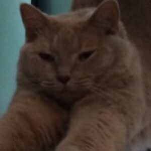 Profile photo of Uriel