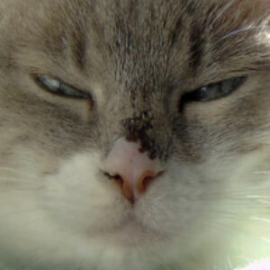 Profile photo of Jose Gabriel
