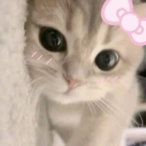 Profile photo of lulu