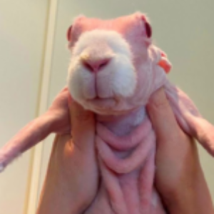 Profile photo of Siam