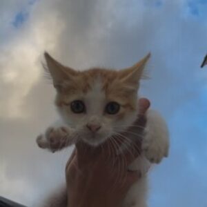 Profile photo of Melis