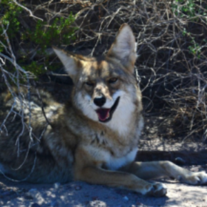 Profile photo of jackayotl