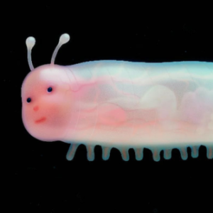 Profile photo of Reboacatt