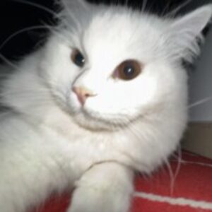 Profile photo of Raj