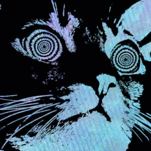 Profile photo of Asukii
