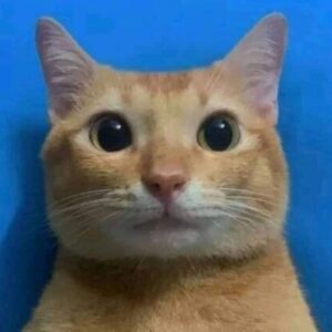 Profile photo of KukiGrey