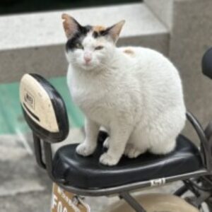 Profile photo of Genie