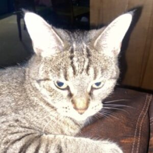 Profile photo of Viano