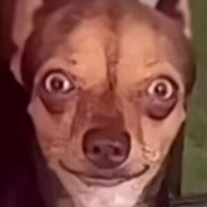 Profile photo of Enni