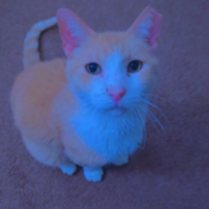 Profile photo of Faantom-Burger
