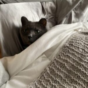 Profile photo of mdonox