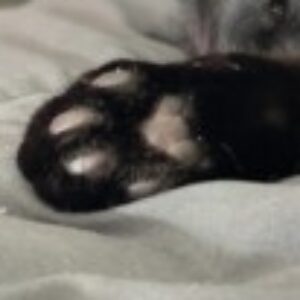 Profile photo of oli8