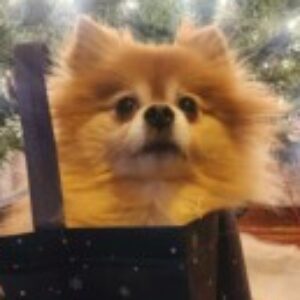 Profile photo of SuniK