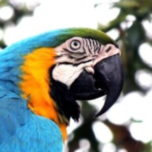 Profile photo of Ridhwan Nabeel