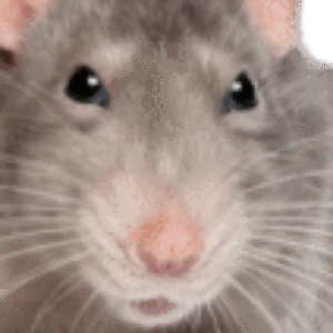 Profile photo of Sogomiin
