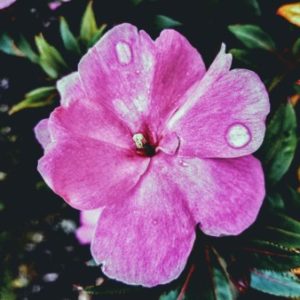 Profile photo of Willow Ingino