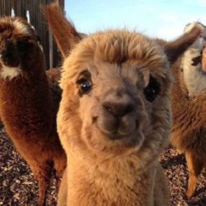 Profile photo of Anamaria
