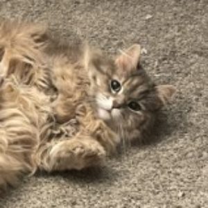 Profile photo of Gabrielle
