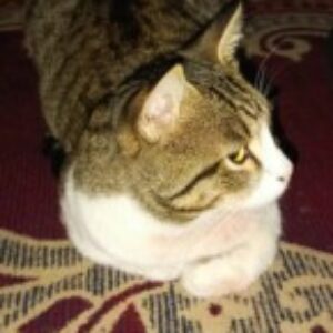 Profile photo of Suhail