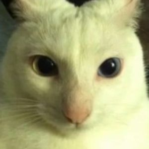 Profile photo of Marcus