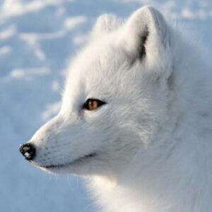 Profile photo of White Fox