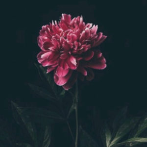 Profile photo of Jona