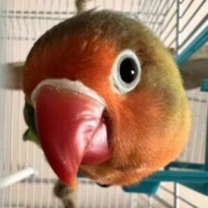 Profile photo of Adrienn