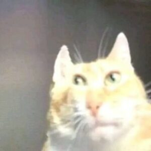 Profile photo of Montavia