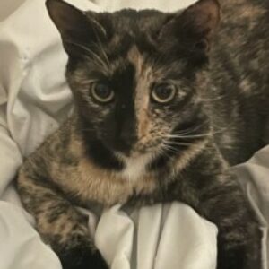 Profile photo of Janiya