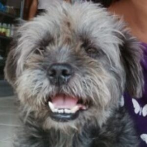 Profile photo of Ari