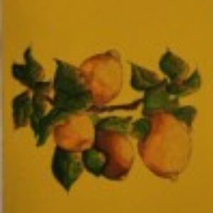 Profile photo of Camellia