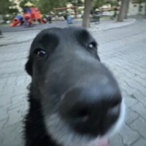 Profile photo of ayris Yüzbaşıoğlu